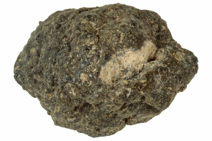 Abadla CM Chondrite Meteorite ( g) - Algeria #313051